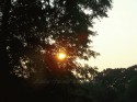 Shining Trough the Trees